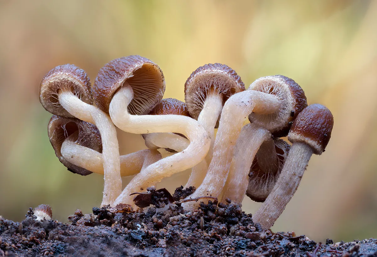 Mycena 2019 9