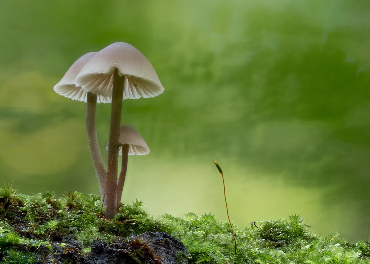 Mycena 2023 10