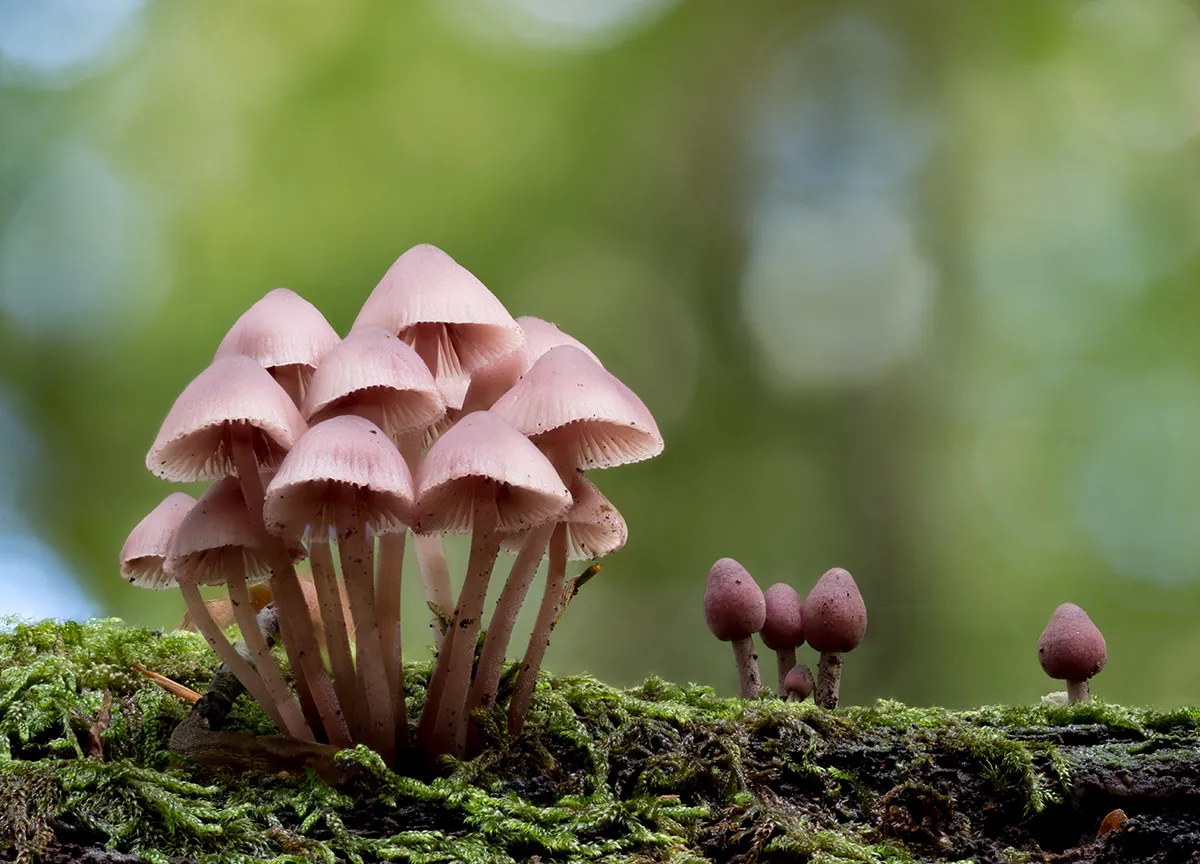 Mycena 2023 12