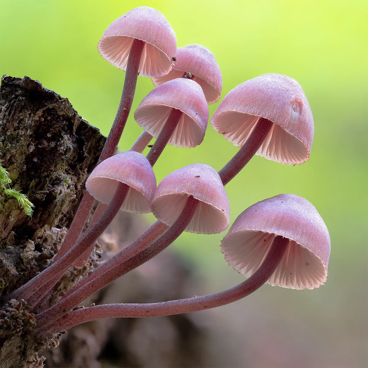 Mycena 2023 13
