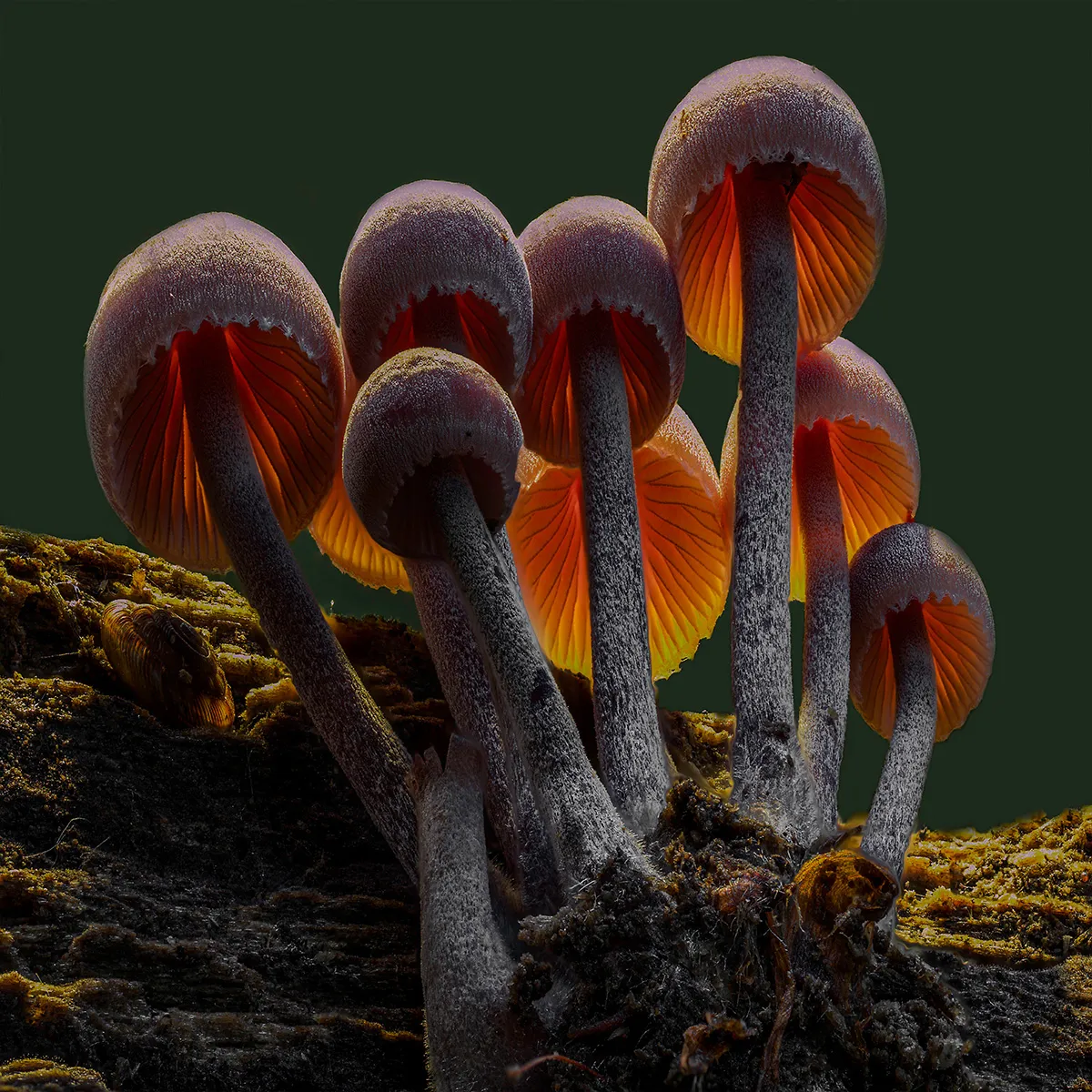 Mycena 2023 15