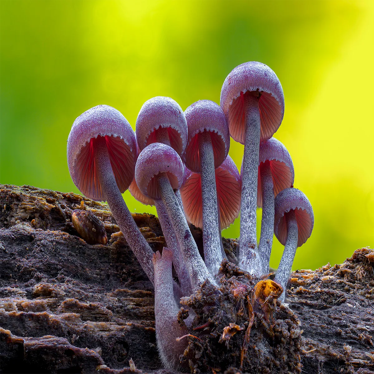 Mycena 2023 16