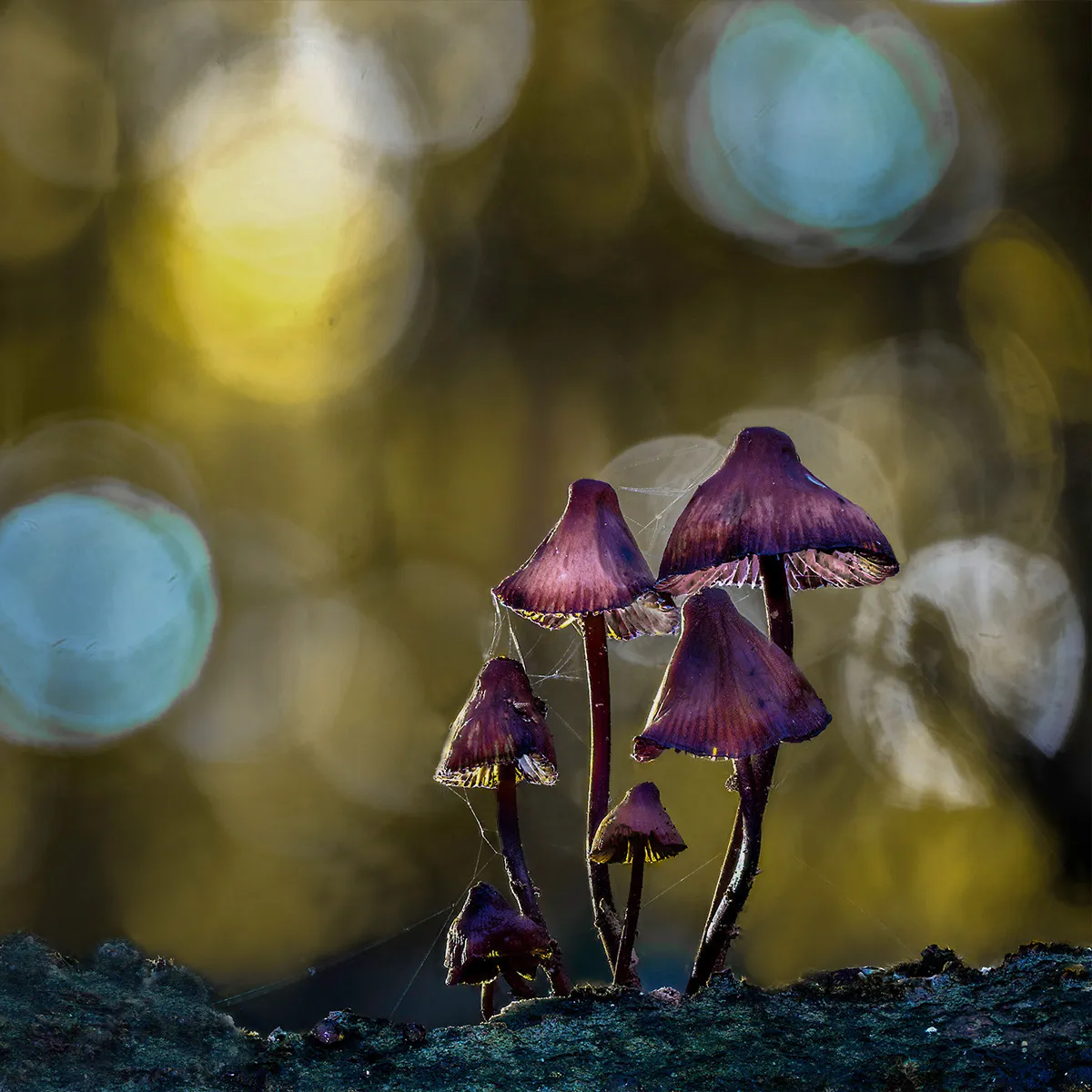 Mycena 2023 18