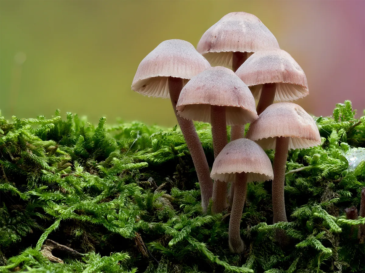 Mycena 2023 2