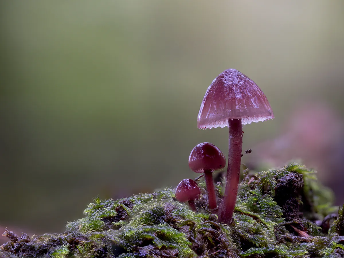 Mycena 2023 21