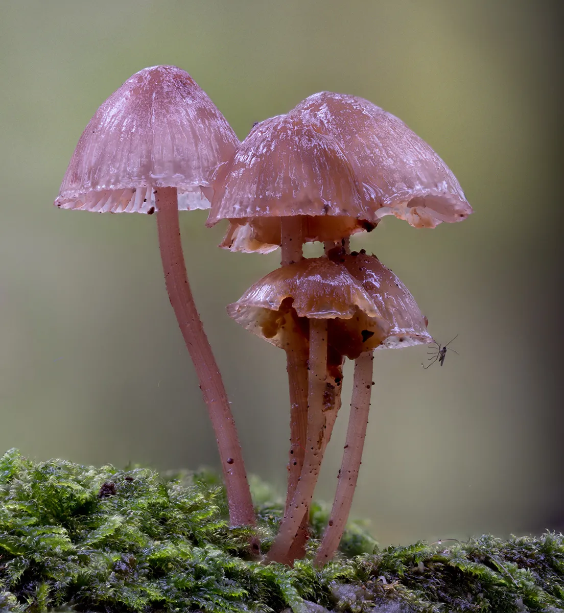 Mycena 2023 23