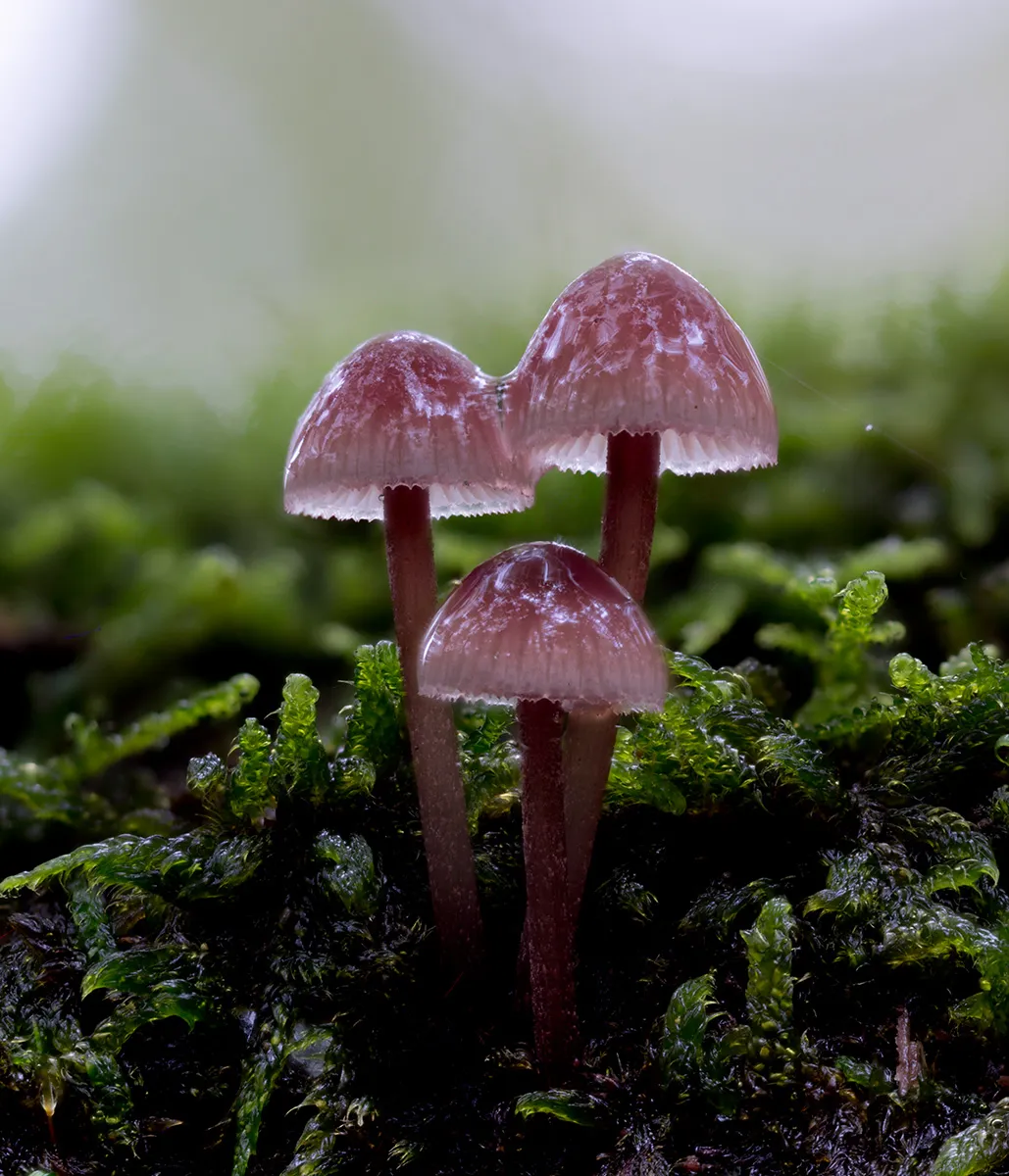 Mycena 2023 24
