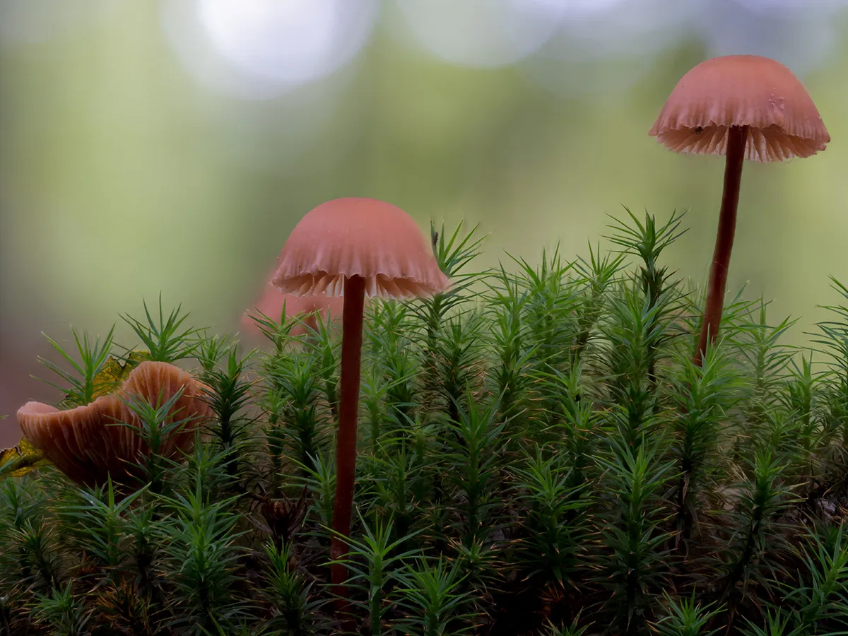 Mycena 2023 25