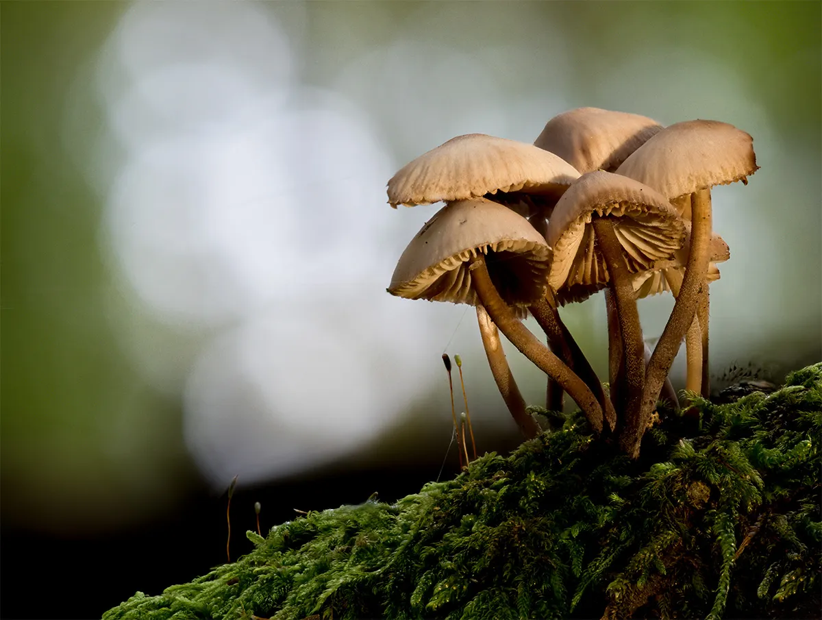 Mycena 2023 29