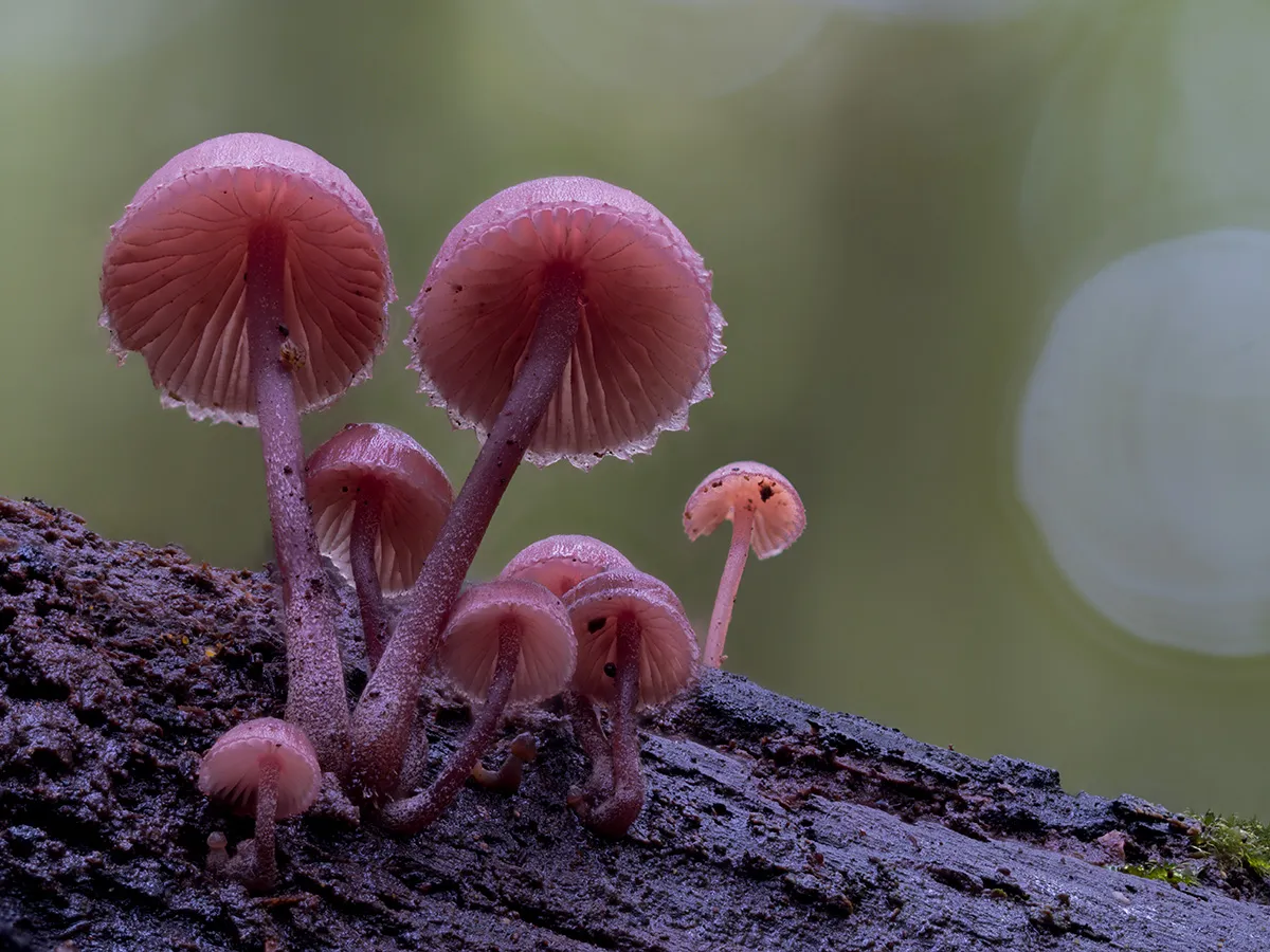 Mycena 2023 33