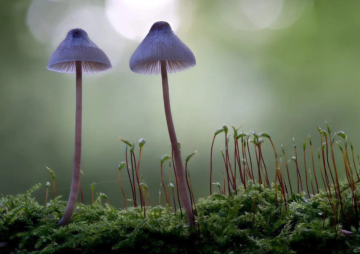 Mycena 2023 4