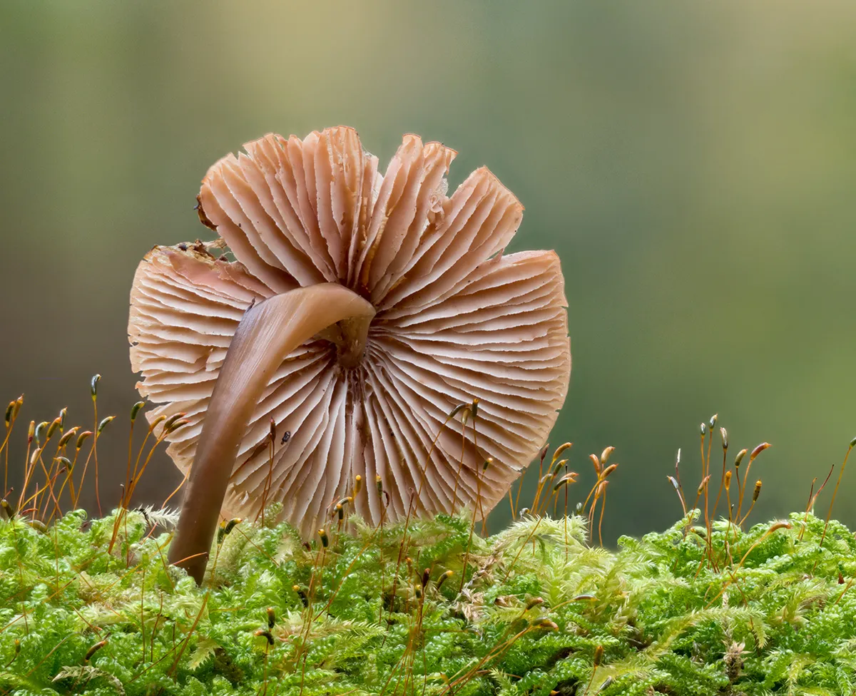 Mycena 2023 40
