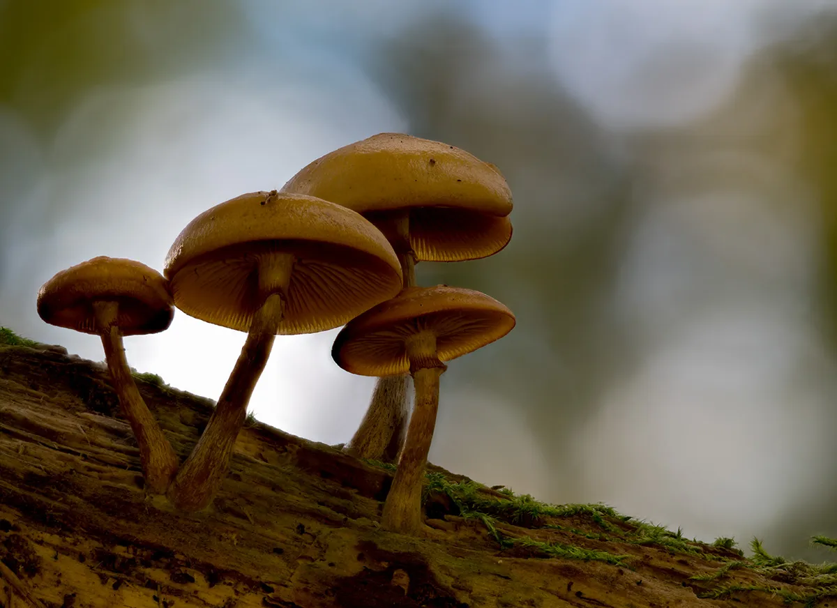 Mycena 2023 41