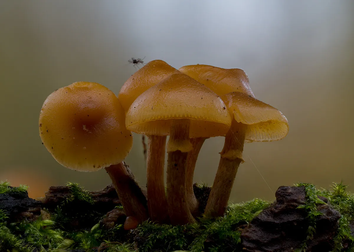 Mycena 2023 43