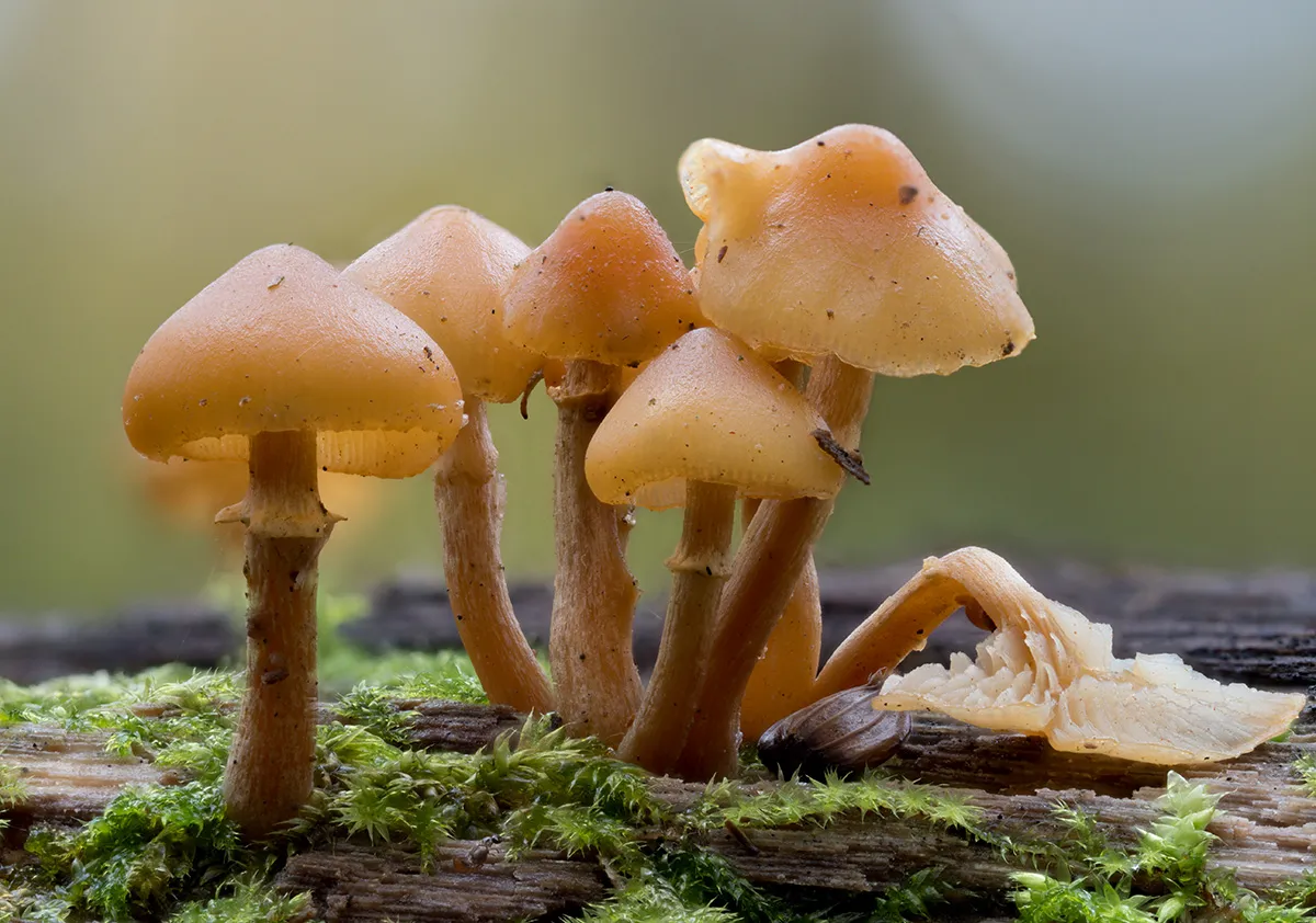 Mycena 2023 46