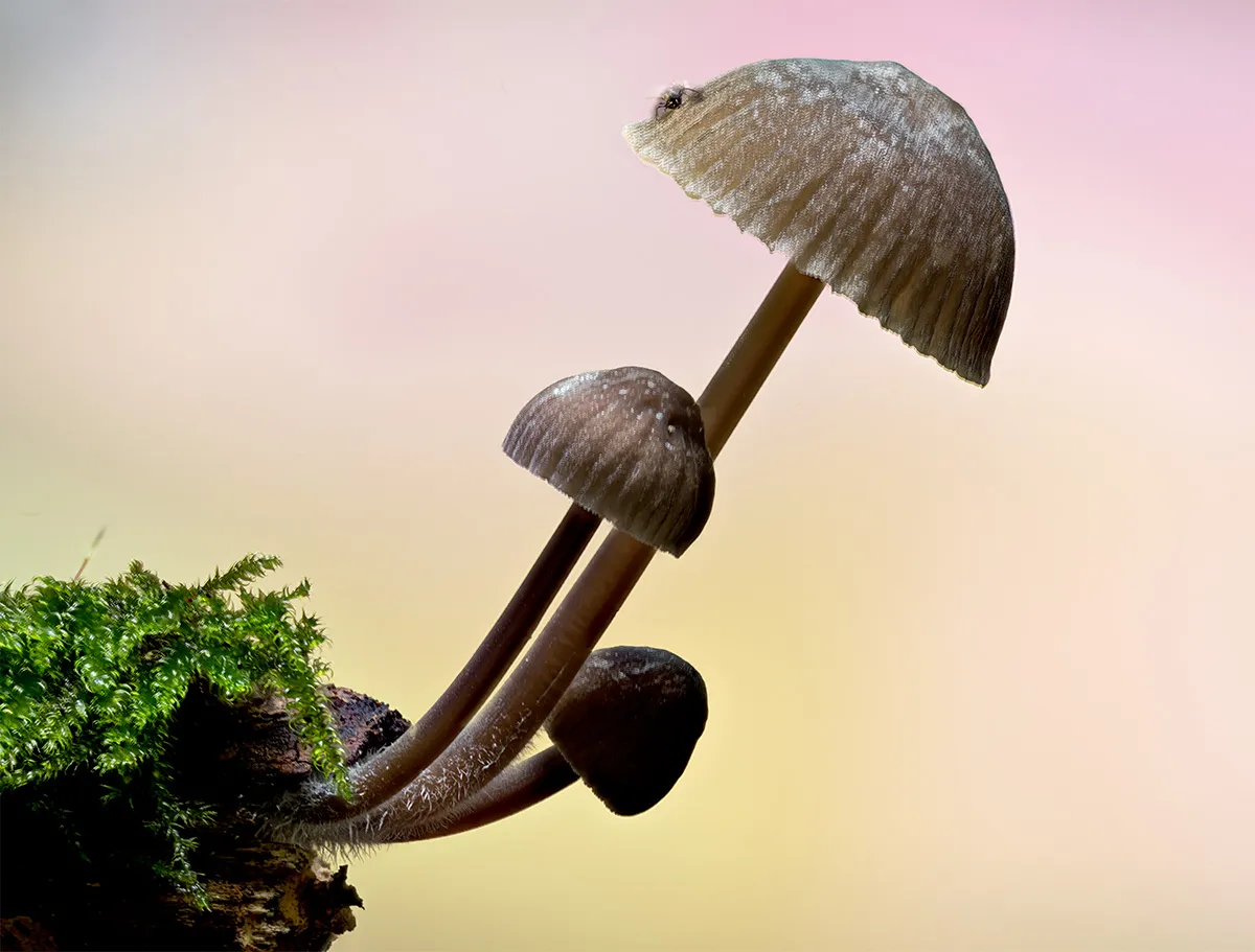 Mycena 2023 49