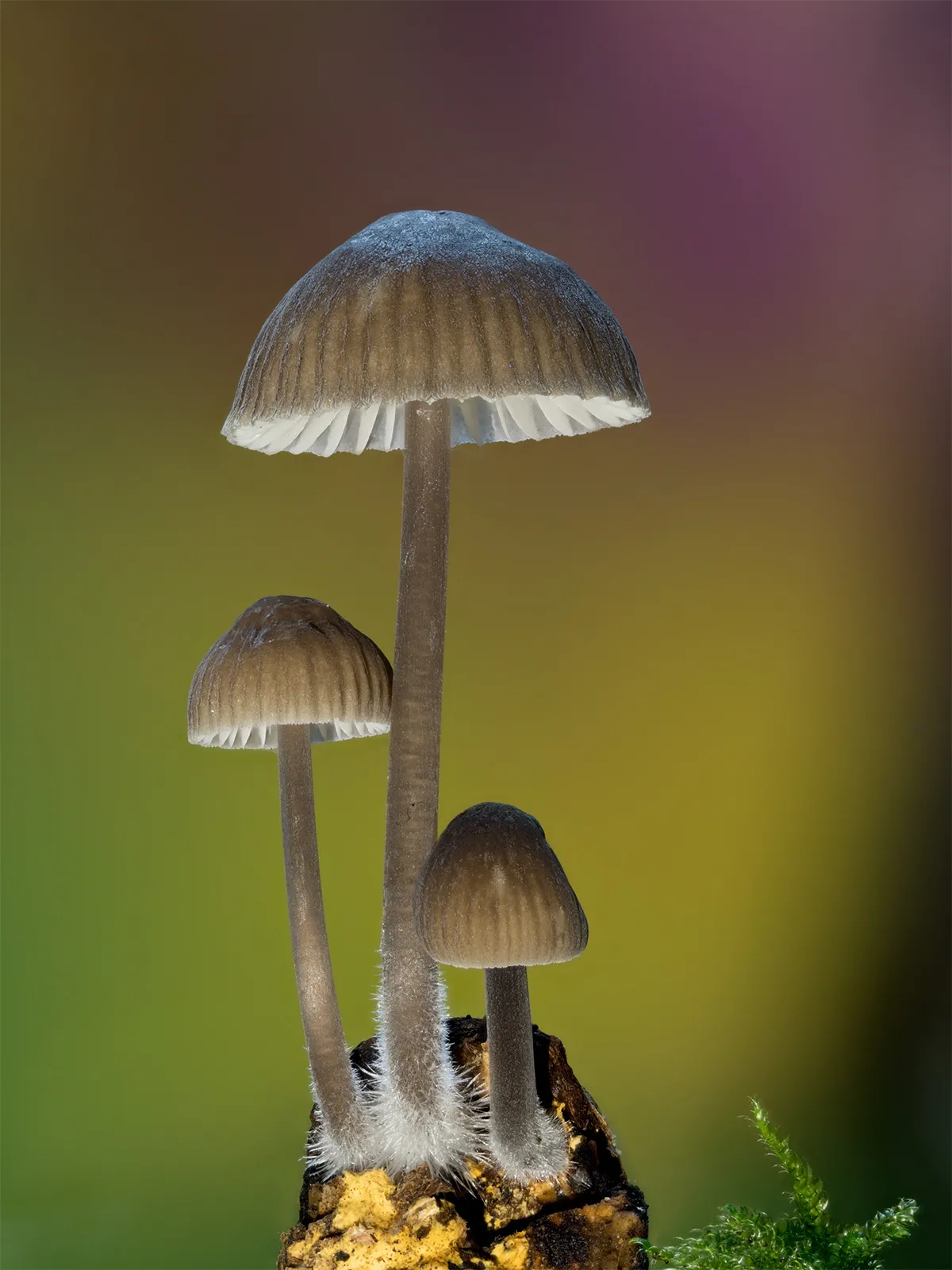 Mycena 2023 54