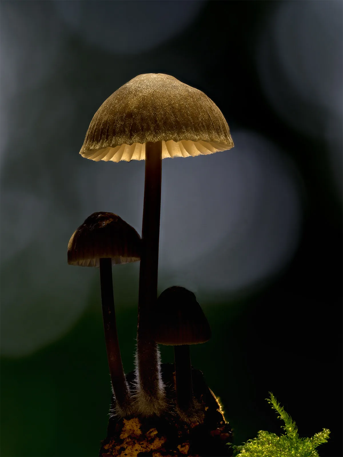 Mycena 2023 55