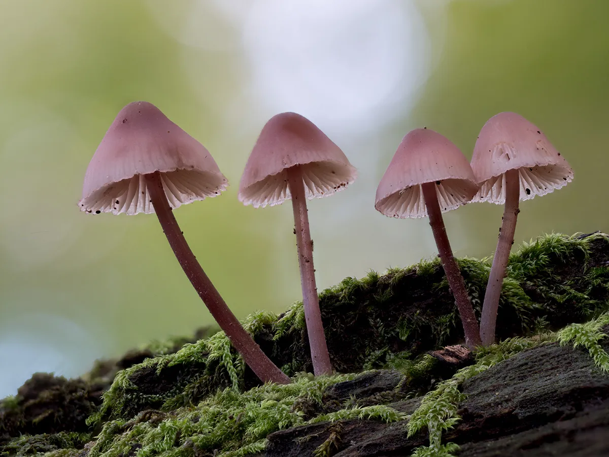 Mycena 2023 6