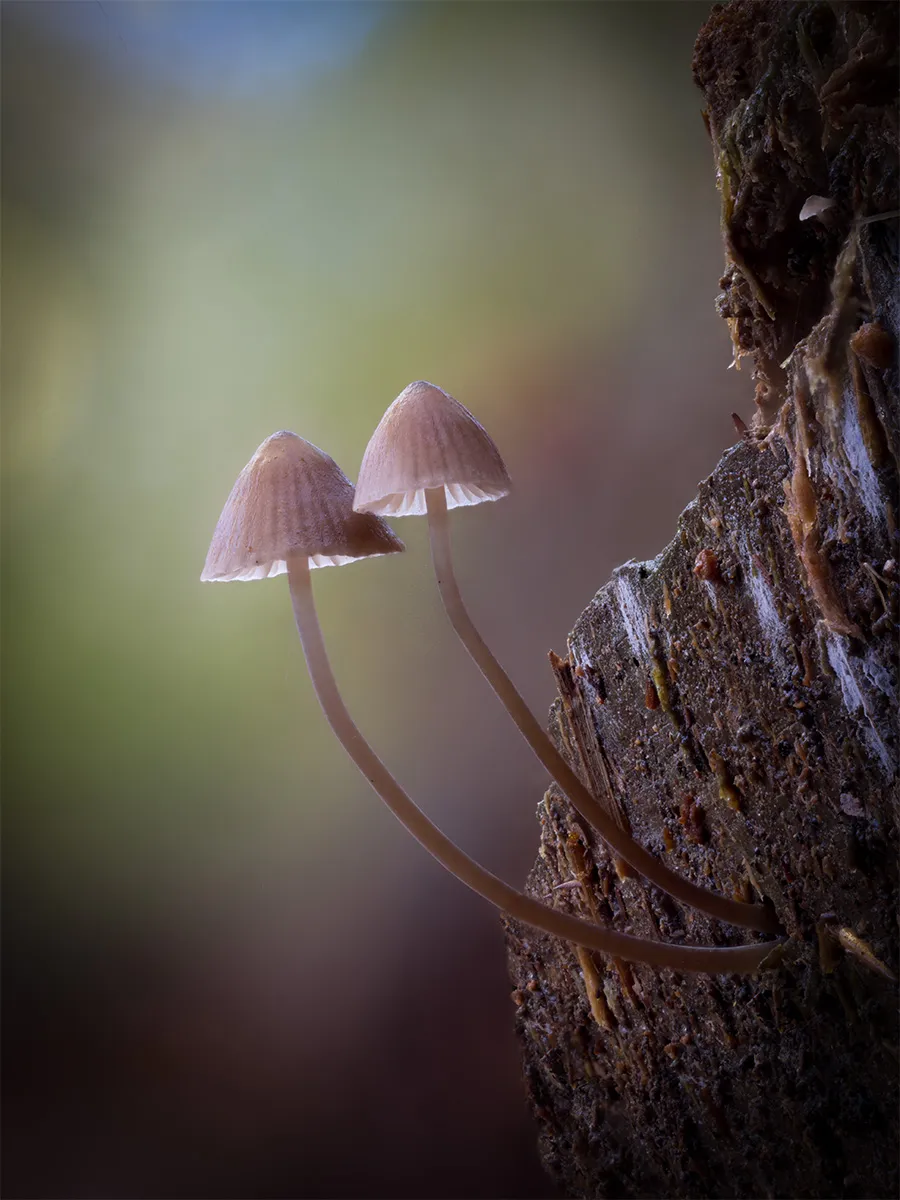 Mycena 2024 1