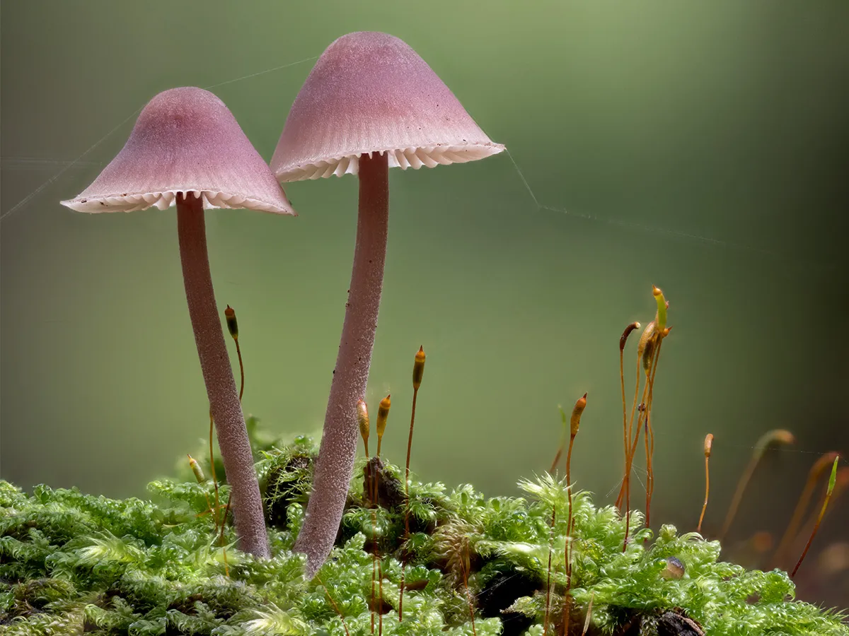 Mycena 2024 13