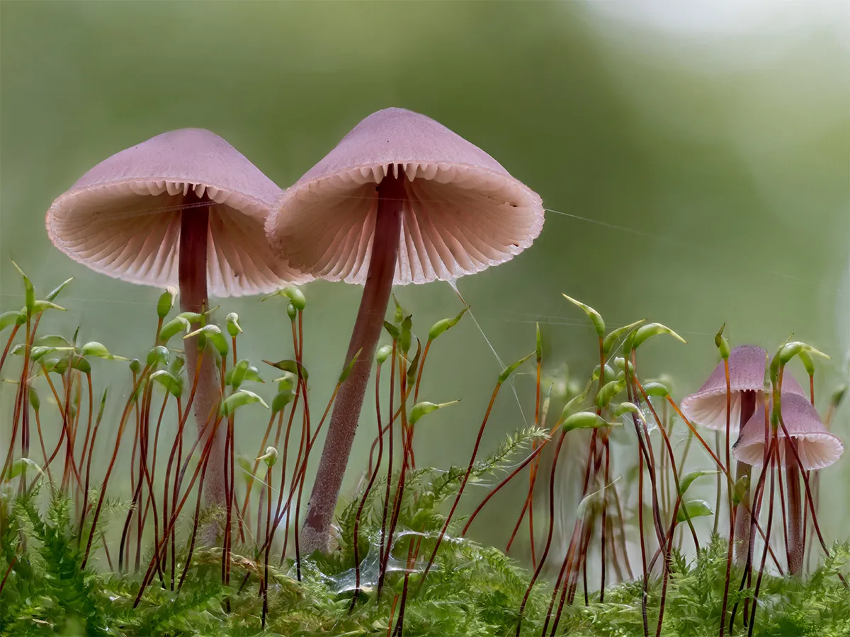 Mycena 2024 14