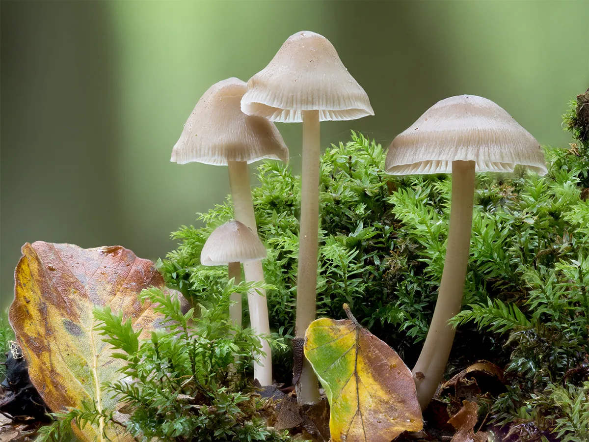 Mycena 2024 15