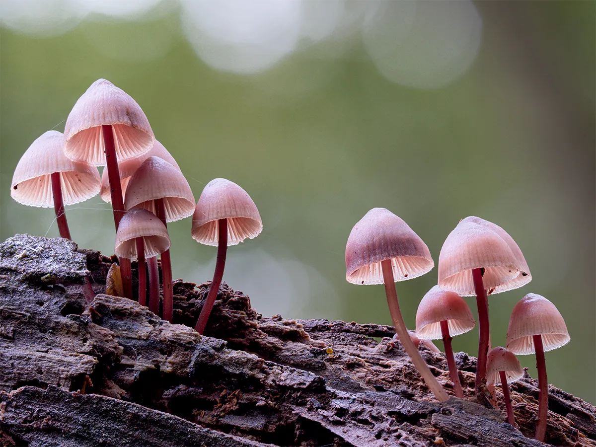Mycena 2024 17