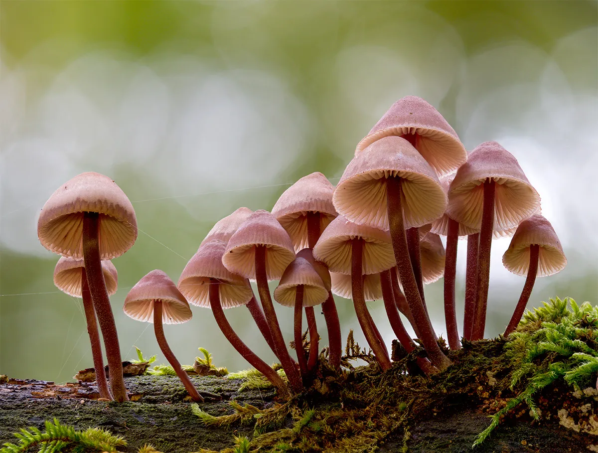 Mycena 2024 19