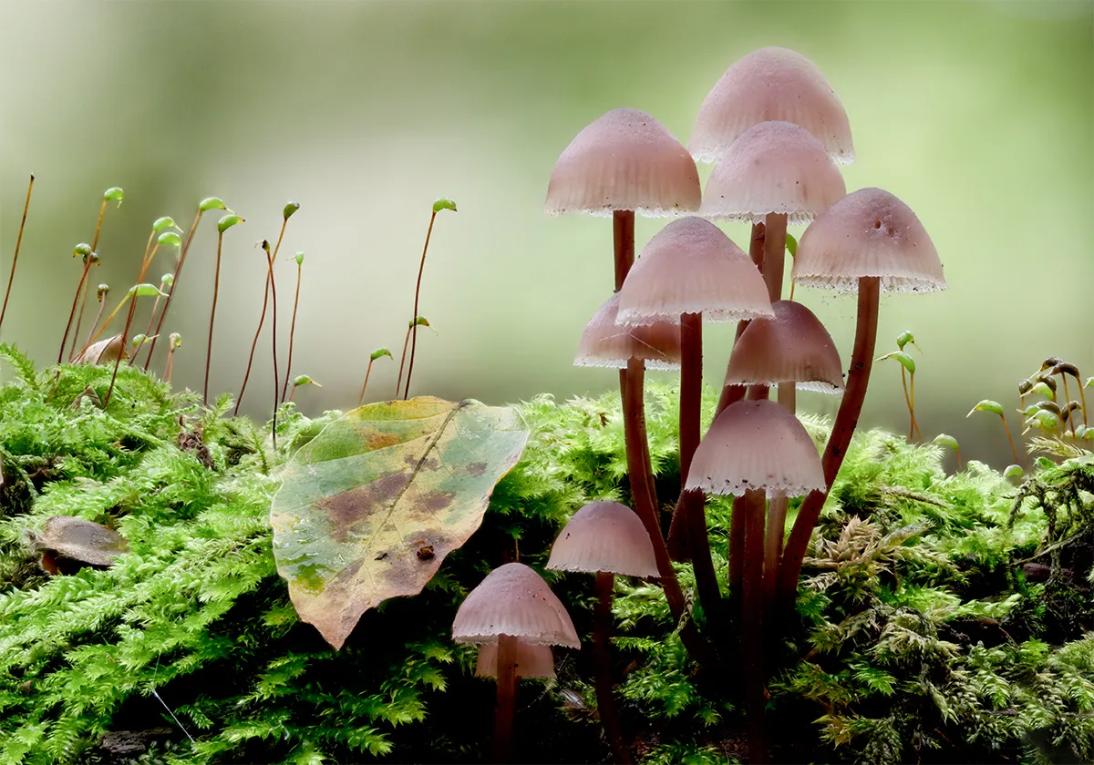 Mycena 2024 20
