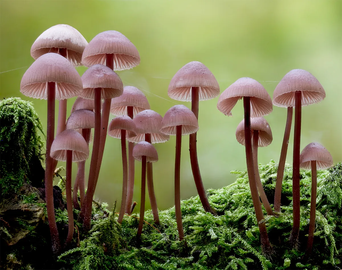 Mycena 2024 21