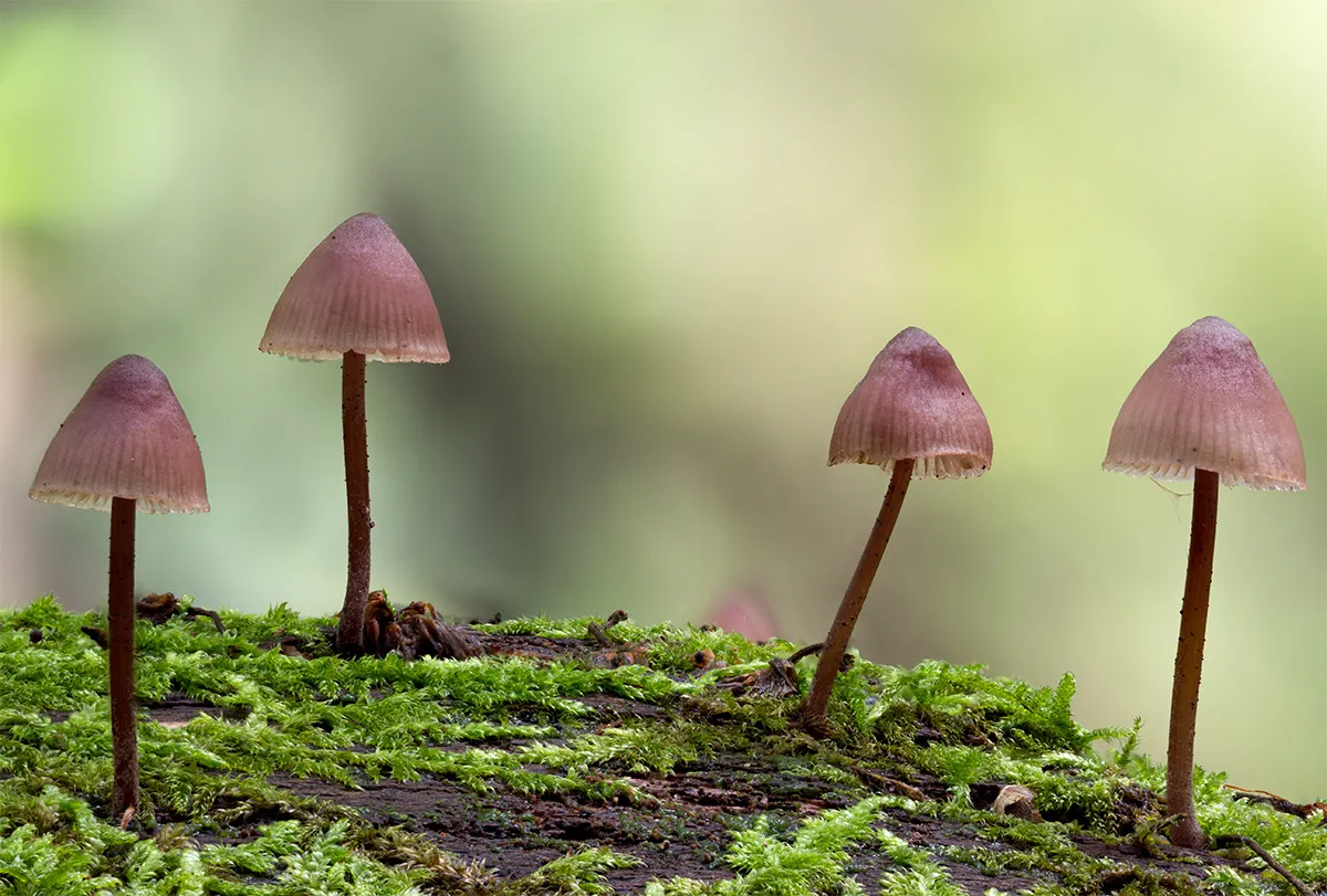 Mycena 2024 23
