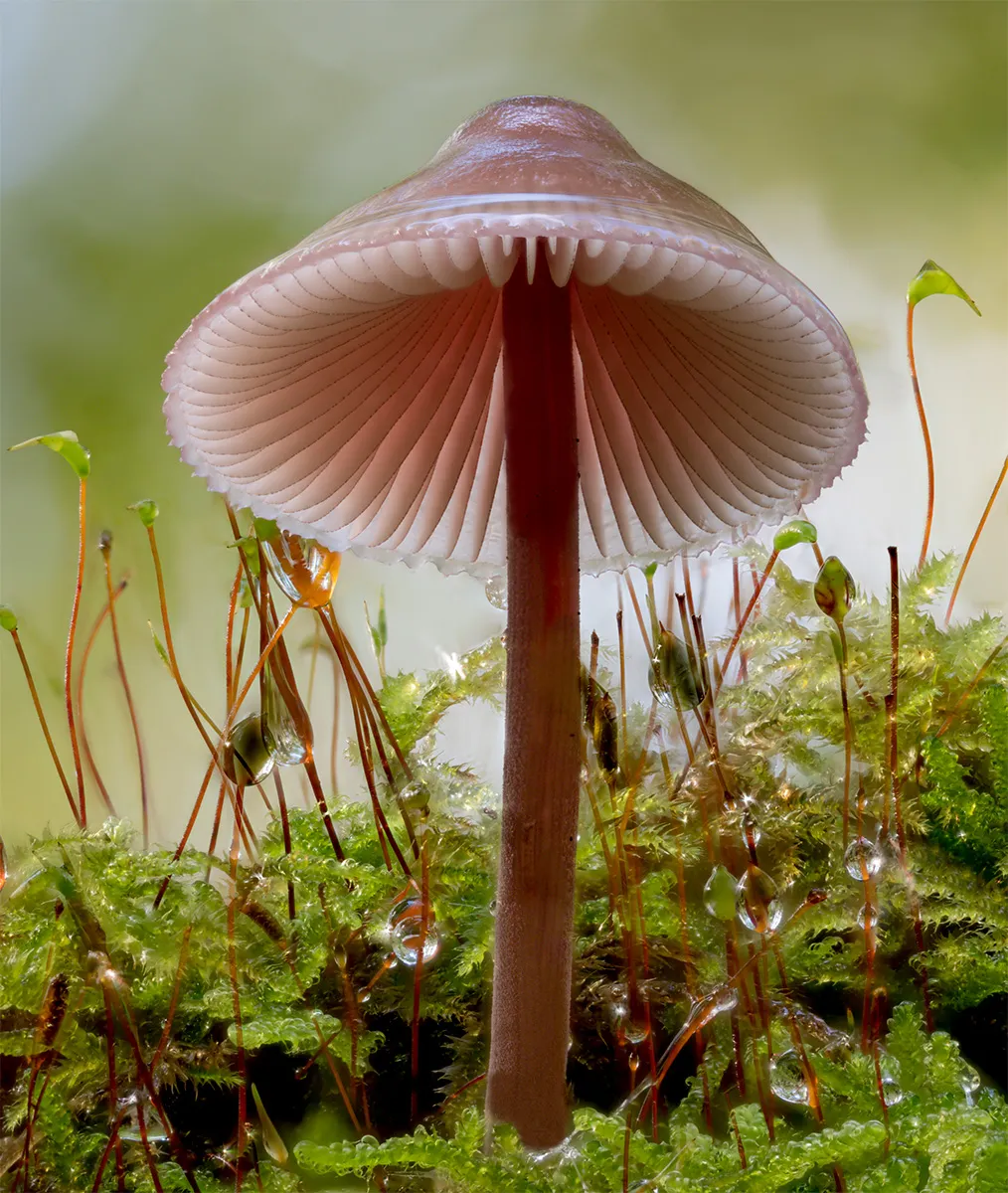 Mycena 2024 25