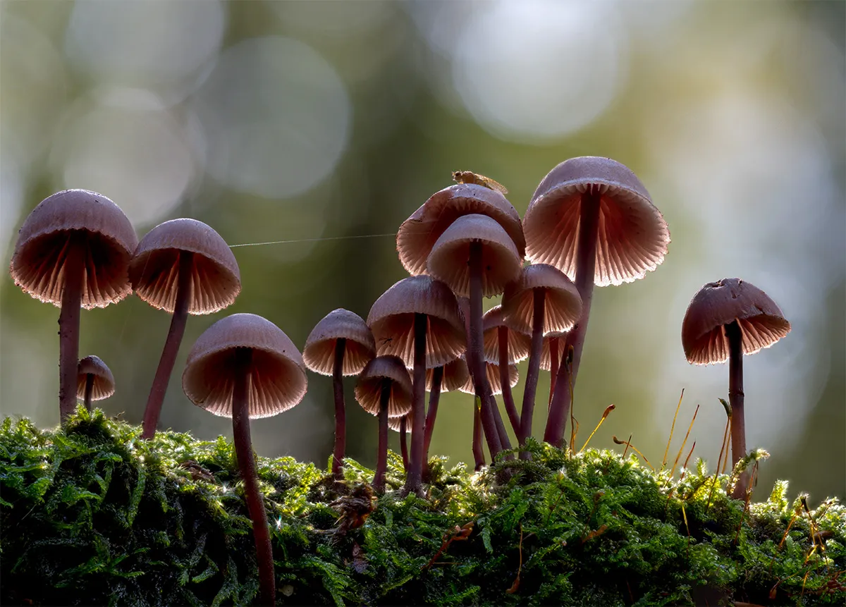 Mycena 2024 26