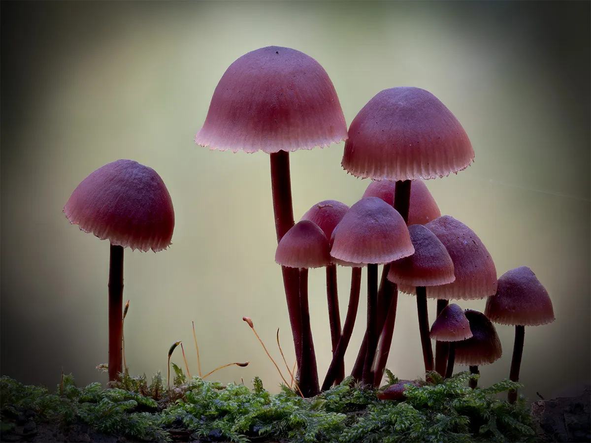 Mycena 2024 27