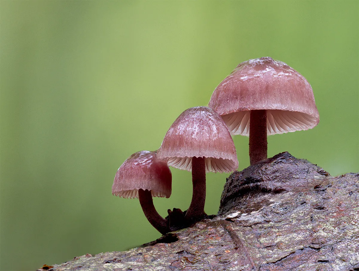 Mycena 2024 3