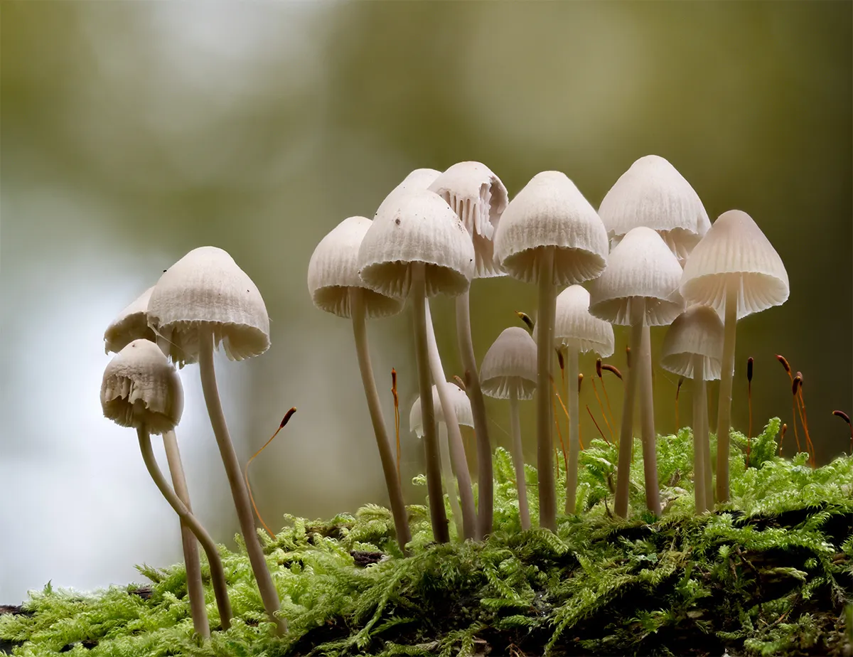 Mycena 2024 32
