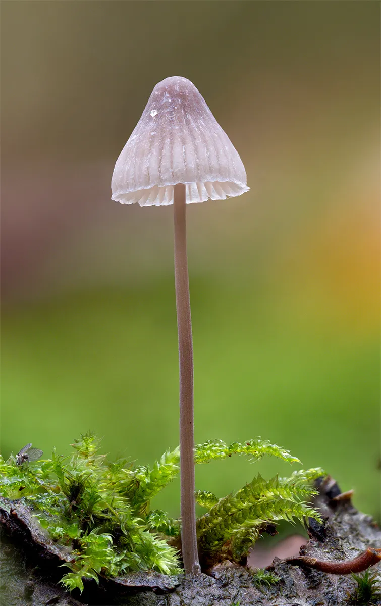 Mycena 2024 36