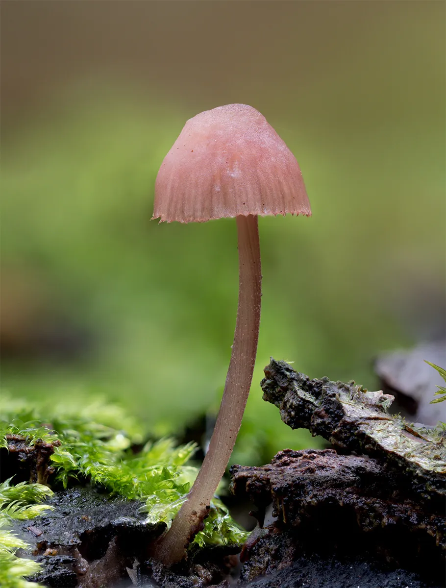 Mycena 2024 37