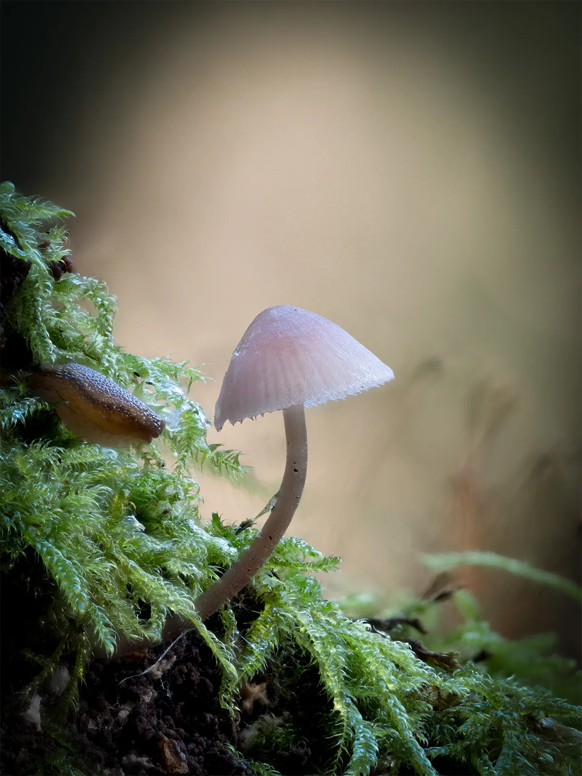 Mycena 2024 38