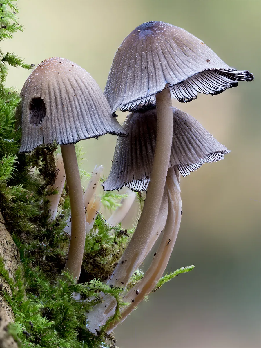 Mycena 2024 39