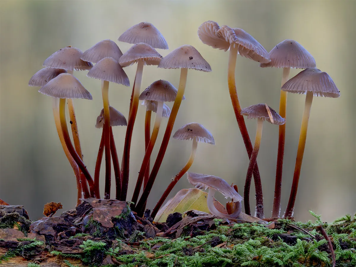 Mycena 2024 4
