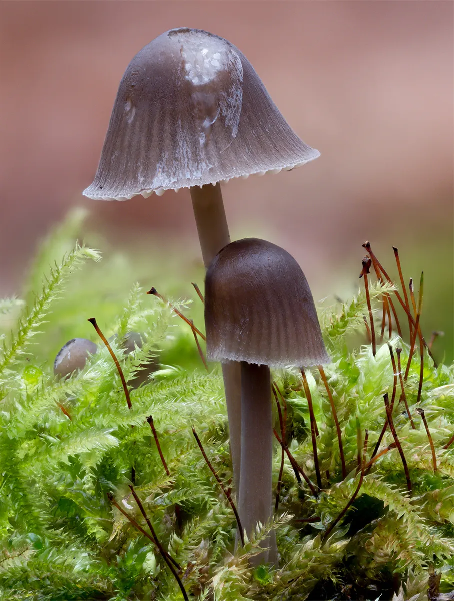 Mycena 2024 40