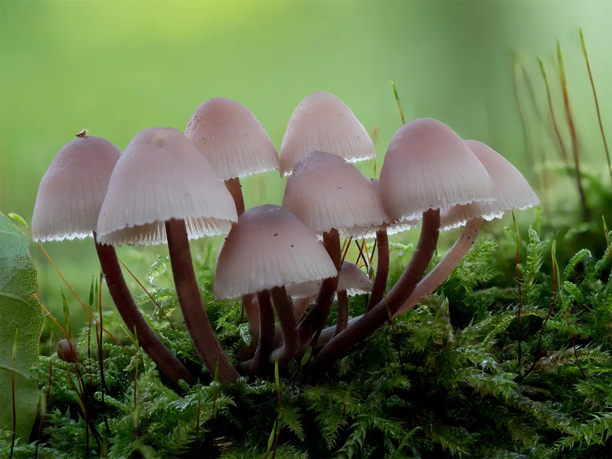 Mycena 2024 42