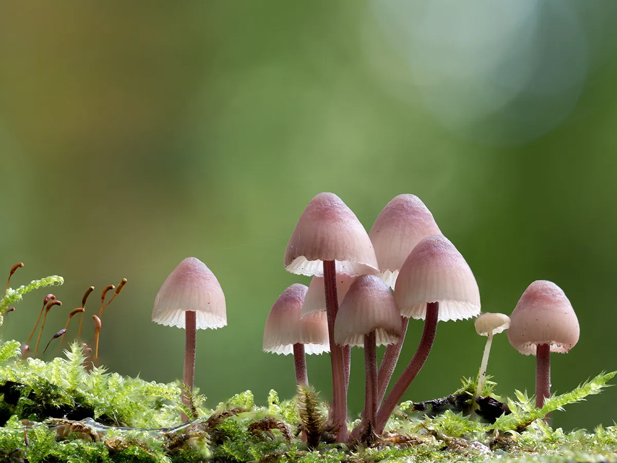 Mycena 2024 43