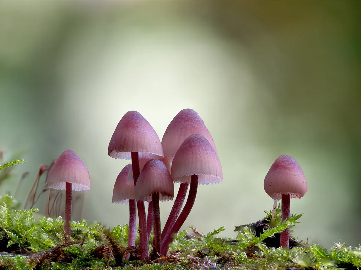 Mycena 2024 44