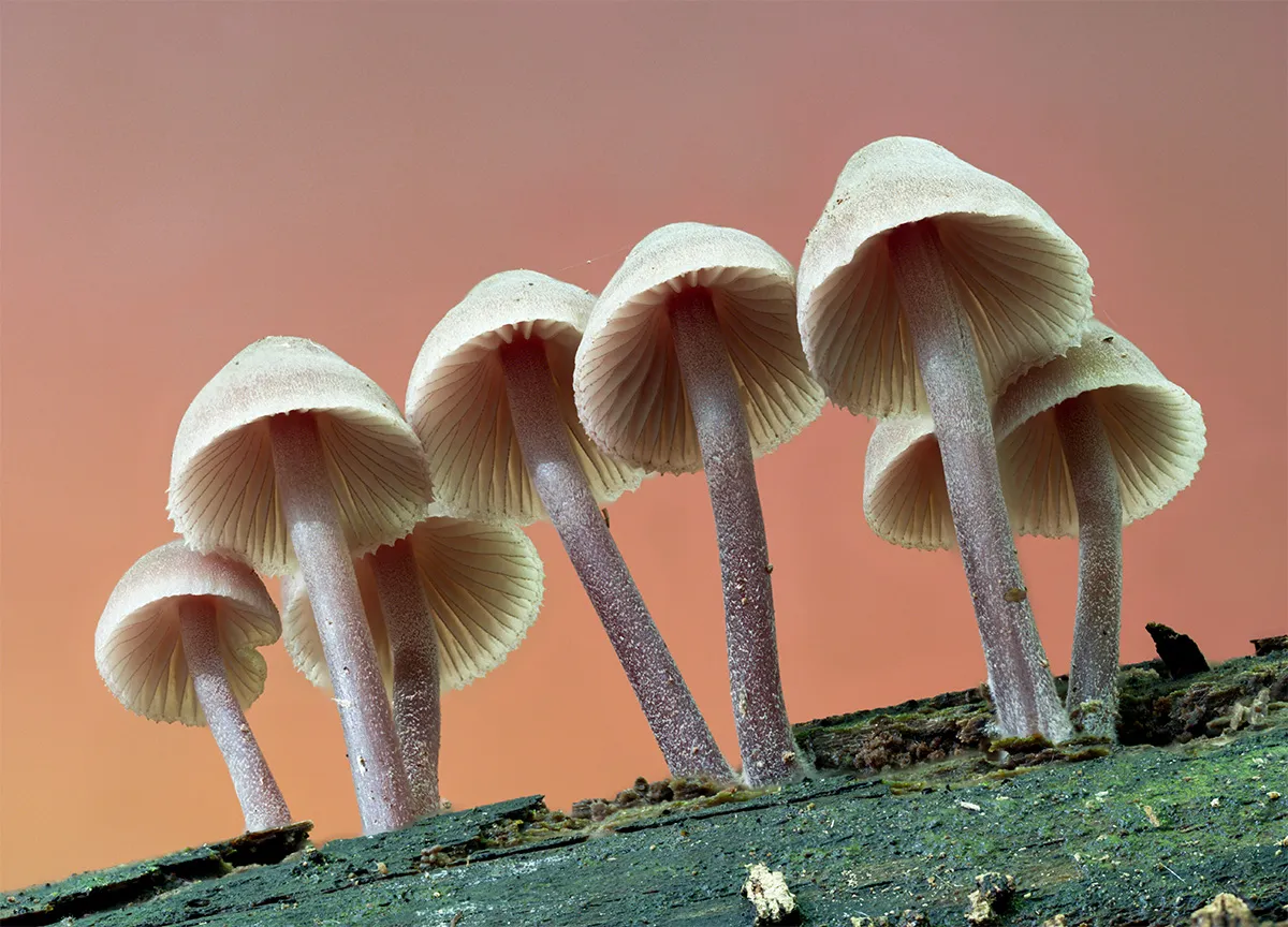Mycena 2024 47