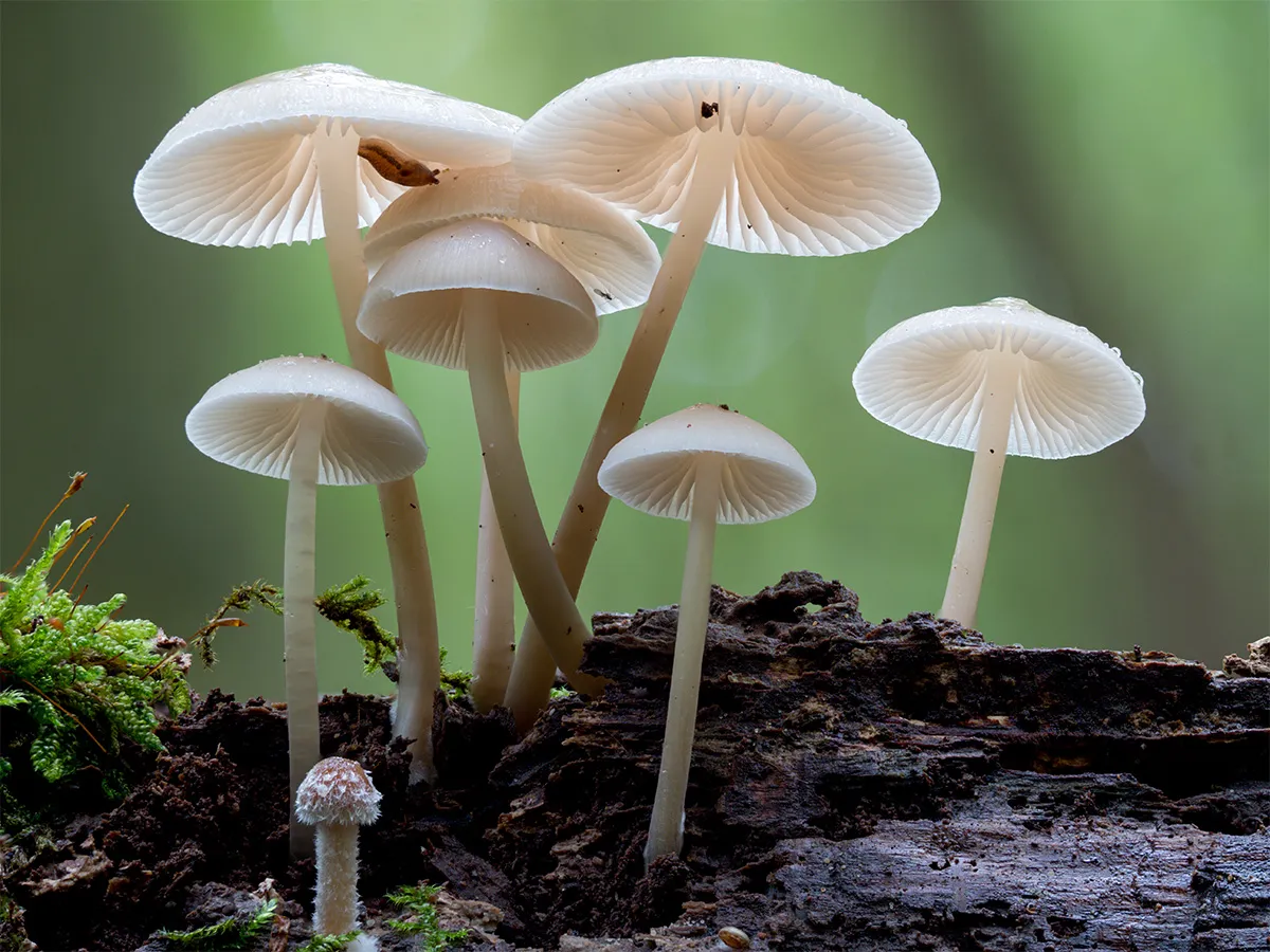 Mycena 2024 49