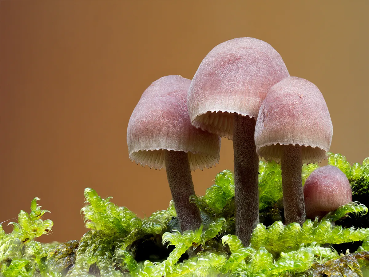 Mycena 2024 7