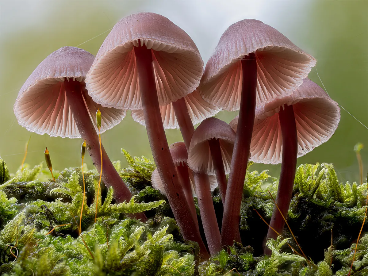 Mycena 2024 8